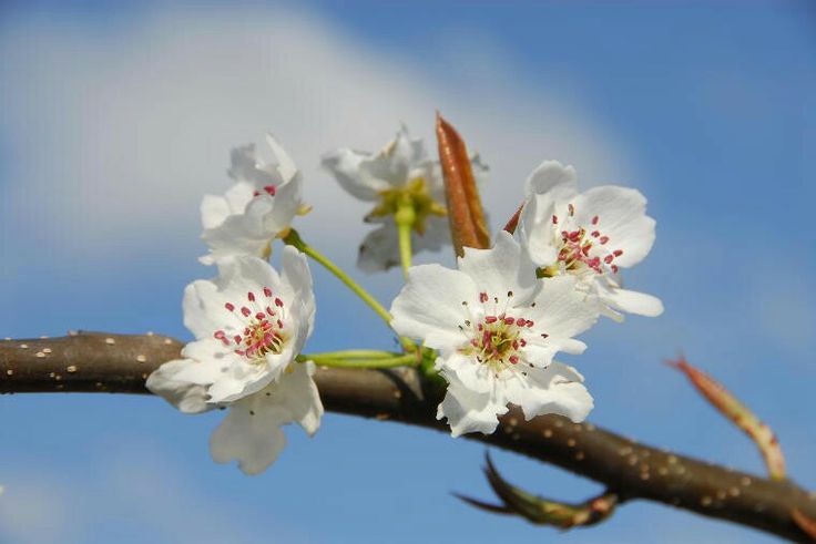 梨花開
